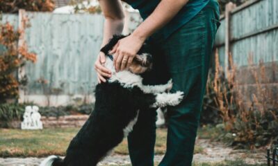 Person holding black and white dog